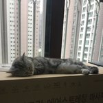 [드루와] 울 고양이 자는<b>자세</b> 겁나 귀여움