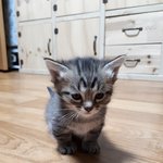 [고양이] <b>후추</b>는 고양이