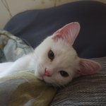 [고양이] 내가 키우는 고양이 한 번 보고들 가시라구