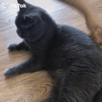 <b>오리</b>를 싫어하는 냥이ㅋㅋ