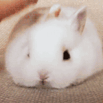 니 뇌 <b>조종</b>하고싶어