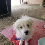 [강아지] 4개월 <b>남아</b>입니다