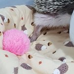 얘 <b>발목</b> 좀 봐