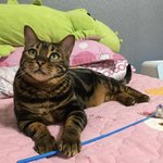 뽀또호나의 새로운 <b>묘연</b>, 새집사분 찾습니다