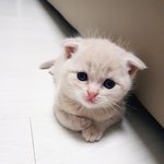 저희집 냥이 <b>누렁</b>이에요