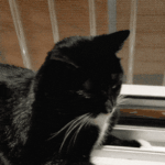 [고양이] 사무실 악독한 주인 23 - 이상해