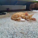 [고양이] 길냥이였던 우리 막둥이 홍도를 소개합니다.