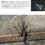[댓글부탁해] <b>착한</b>모기.jpg