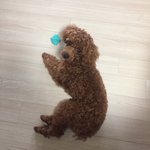 [댓글부탁해] 지금 <b>울</b><b>집</b> 갱애쥐랑 놀고 싶은데