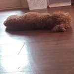 [강아지] 무기력의 끝판왕