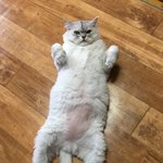 [고양이] <b>뚱</b>냥이에요!