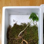 [이것좀봐줘] <b>산삼</b>주인 찾기