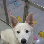 가족찾아요)웰<b>시진</b>도믹스 남아 2살추정 15kg