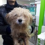 가족찾아요)말티푸 여아 3살<b>추정</b> 3.5킬로
