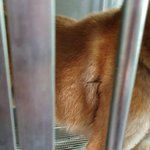 올가미 감긴채 <b>입소</b>한 진도시바견 구조해주실분 안계실까요?