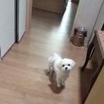 말티  <b>레미</b>에용