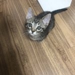 [고양이] <b>후추</b>는 고양이 3