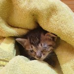 [고양이] 아깽이 엘리 구조부터 입양까지❤