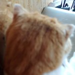 [댓글부탁해] 고양이 <b>뒤통수</b> ㅈㄴ 뚱뚱해