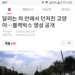 달리는 <b>차안</b>에서 던진 고양이