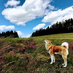 '아키타 이누'와 함께 <b>산책</b>을...