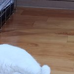 [댓글부탁해] 울외기 발바닥 <b>젤리</b>좀 보고가라
