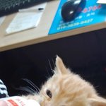 [고양이] 저희집 카레를 소개합니다!!