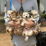 [댓글부탁해] <b>입양</b>을 기다리고 있는 곽두팔네 6남매