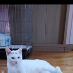 [댓글부탁해] 울집 고앵 <b>요염</b>한척 5짐
