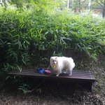 [동물] 수지<b>구청</b> 샤르망오피스텔 뒤 숲길 유기견 포메라니안 주인...