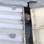 [고양이] 고양이 전문가님들 도와주세요!!!!