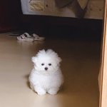 [강아지] (추가)우리집 털 찐 <b>비숑</b> 보고가세요!