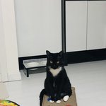 [고양이] 턱시도고양이 까미 2번째