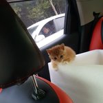 [고양이] 귀요미 <b>카레</b>의 부러운 하루생활!!