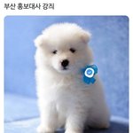 [강다니엘] 부산시홍보<b>대사</b> (υ·•︠ܫ•︡ υ)