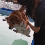 <b>수영</b> 배운 첫날의 댕댕이ㅋㅋㅋ
