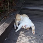 [댓글부탁해] 싸운친구한테 꼽쥬는거 ㅇㄸ