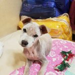 [강아지] <b>뒷다리</b> 골절 아이소식 입니다