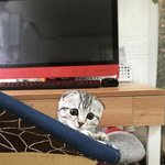 [고양이] <b>아티스</b>틱한 우리 초롱냥 소개!