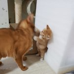 [고양이] 카레와 가을이의 꽁냥꽁냥