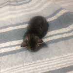 [고양이] <b>후추</b>는 고양이 4