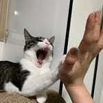 [고양이] 내 이름은 마리, <b>로저</b>누나 동생이죠2