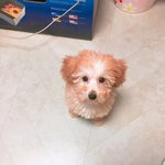 [강아지] 우리집 <b>자몽</b>이 보고가세요 !