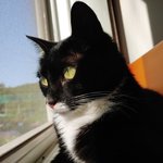 [고양이] 사무실 악독한 주인 24-손 빼고 다준다