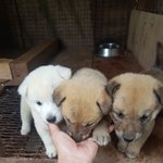 [강아지] 2개월된 세자매