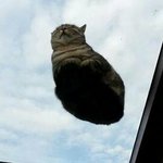 [댓글부탁해] 고양이가 진짜 <b>영악</b>한게 무ㅜ냐면