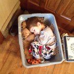 <b>집사</b> 아니면 잠 못 드는 아기들