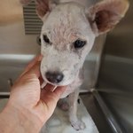 [강아지] <b>뒷다리</b> 골절 아이소식 입니다