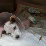 [강아지] <b>뒷다리</b> 골절 수술했습니다