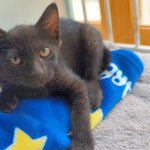 <b>베리</b>/코숏/여아/2개월   *아직은 어리고 어린 아깽이입니다